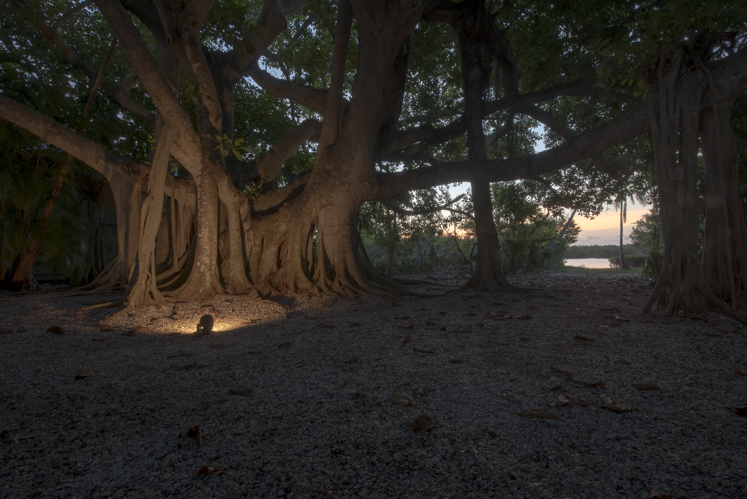 CaptivaBanyanTreePawpro