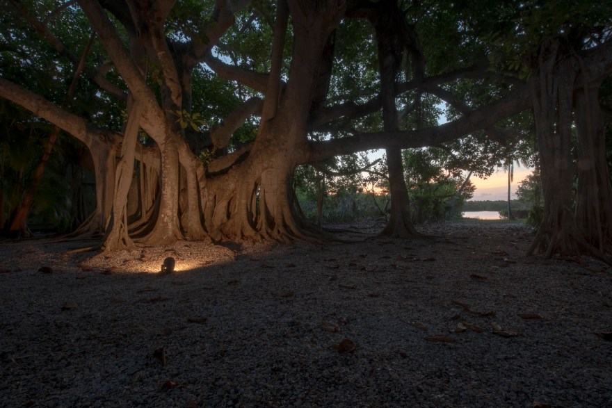 CaptivaBanyanTreePawpro