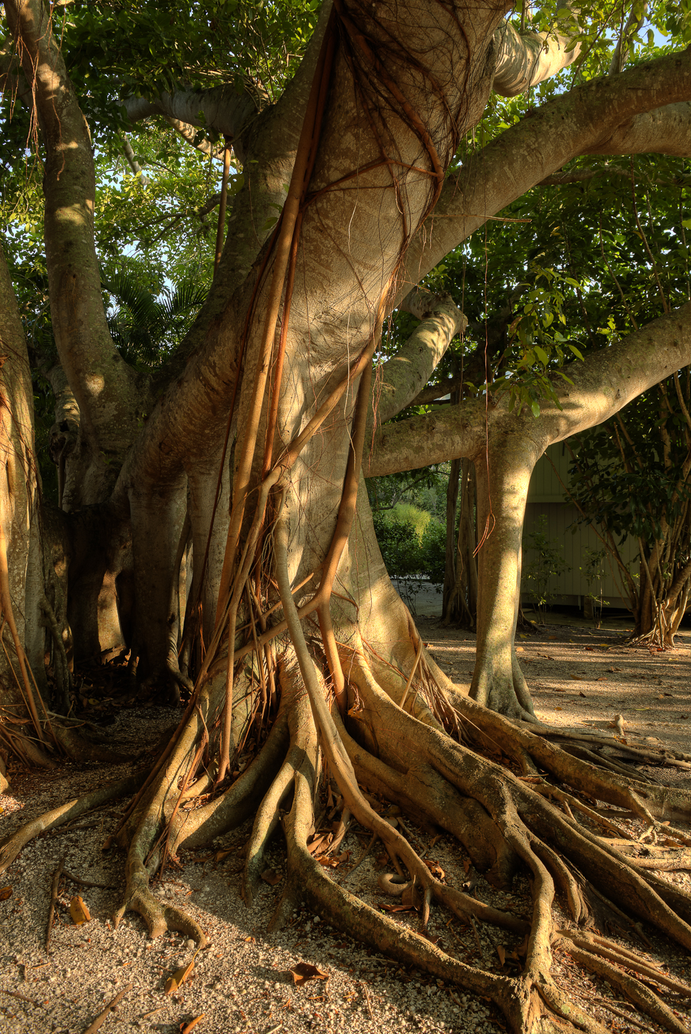 _PAW9448_49_50_tonemapped