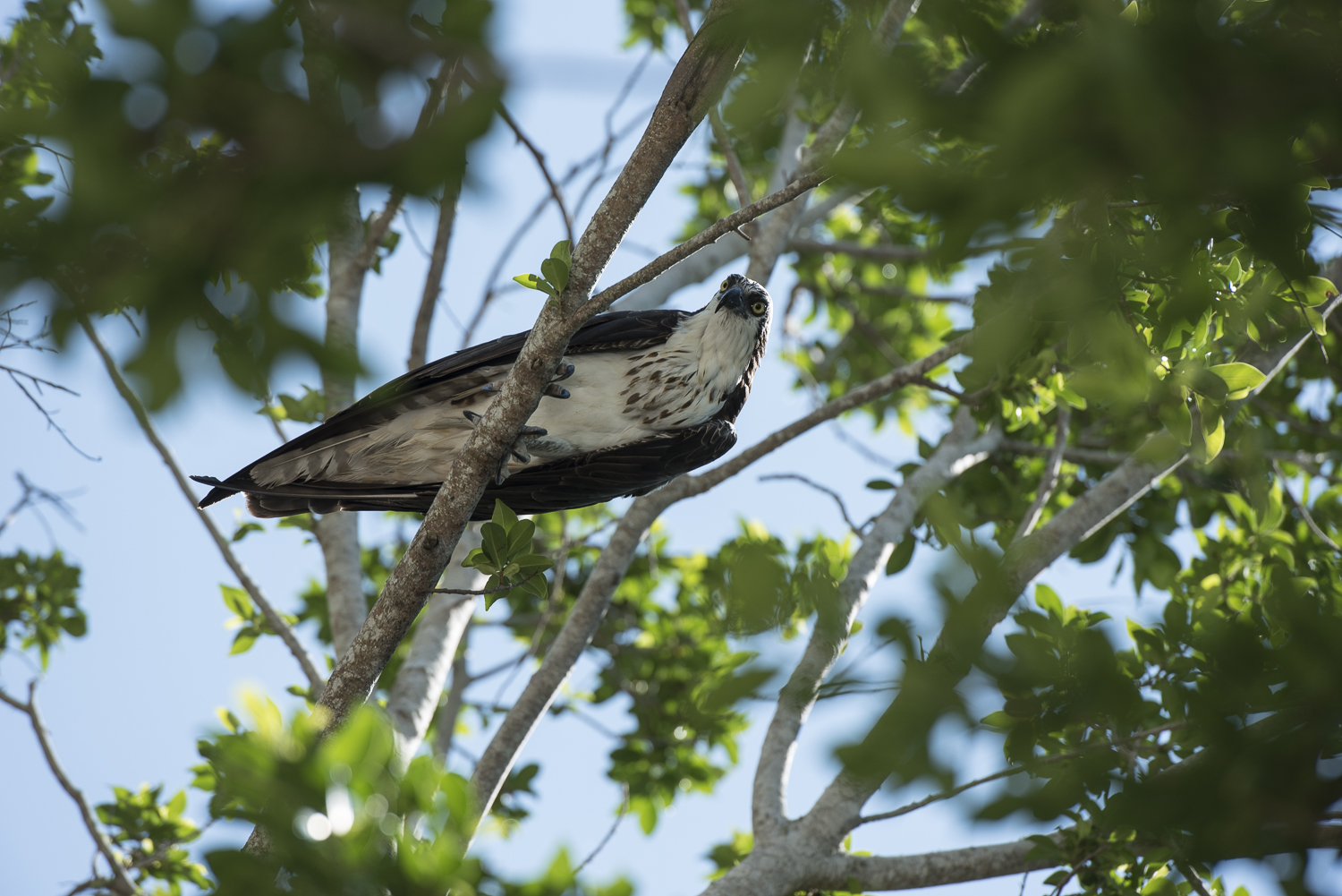 Osprey in Captiva