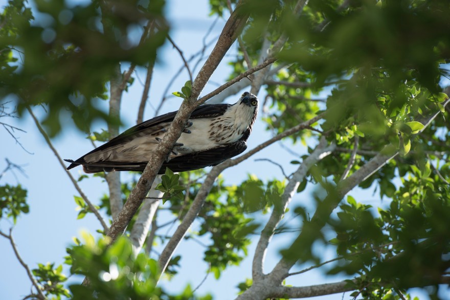 Osprey in Captiva
