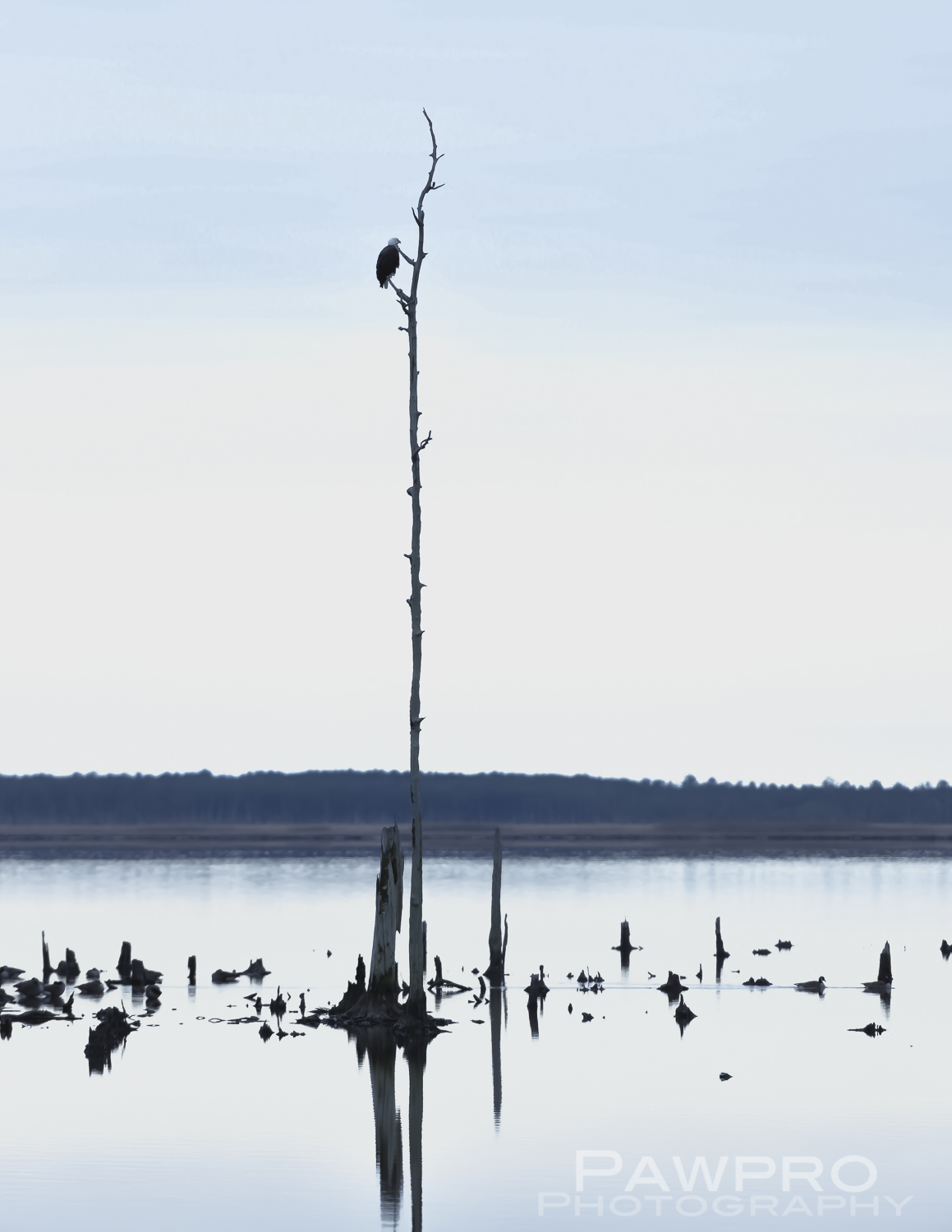 BaldEagleDeadLoblolly