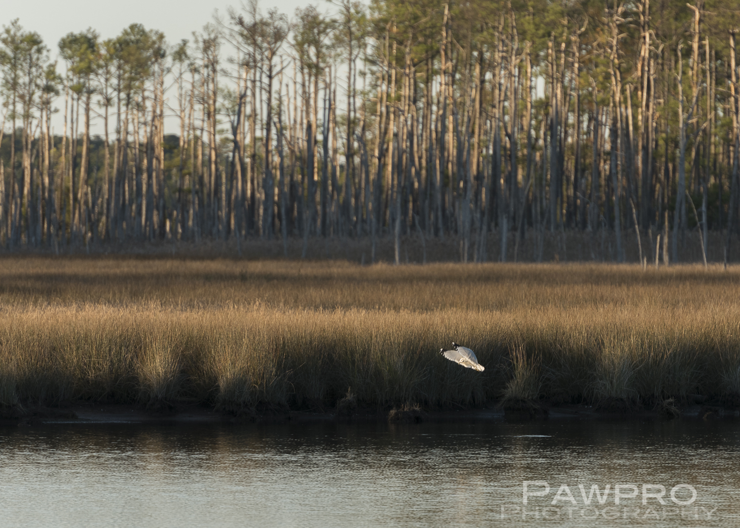 BirdhuntingBlackwaterNWRPAW5976