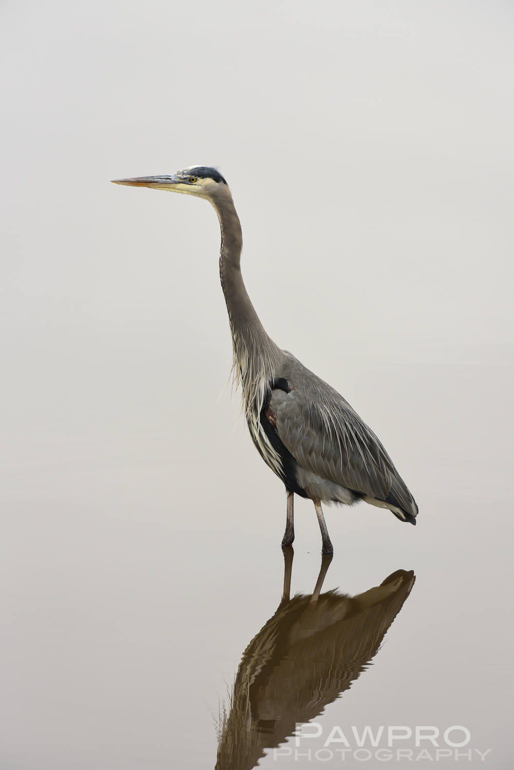 BlackwaterBlueHeronPAW6718