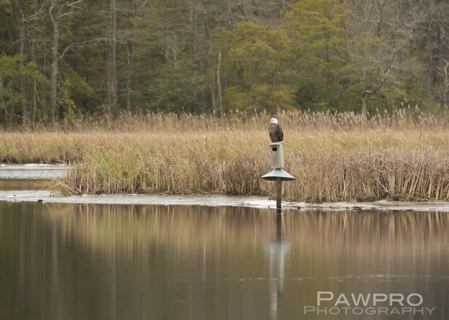 BlackwaterEagleperchedMarshPAW6630