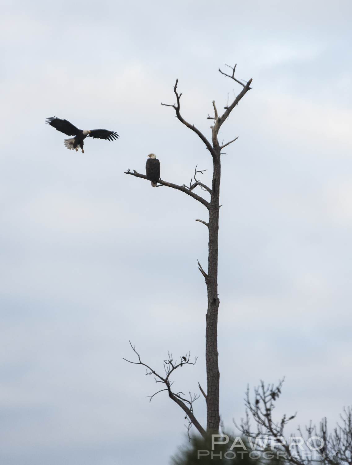 BlackwaterEaglesLandingPAW6577