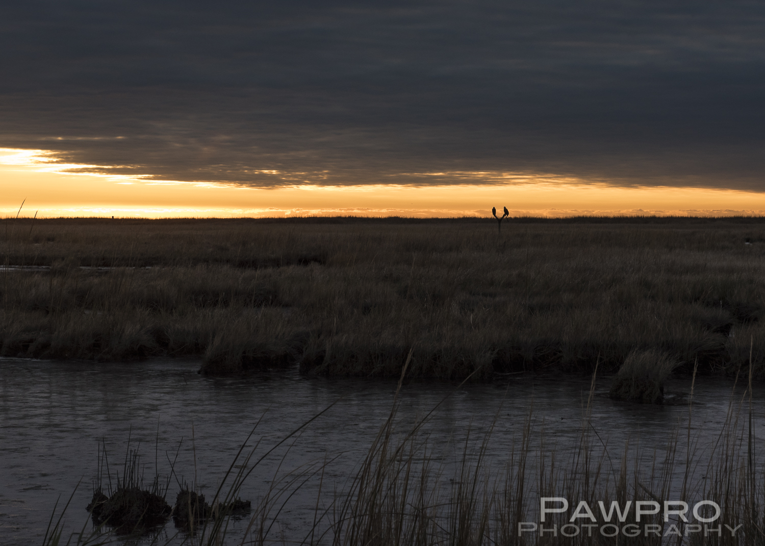 BlackwaterNWRTwoEaglesatSunrise