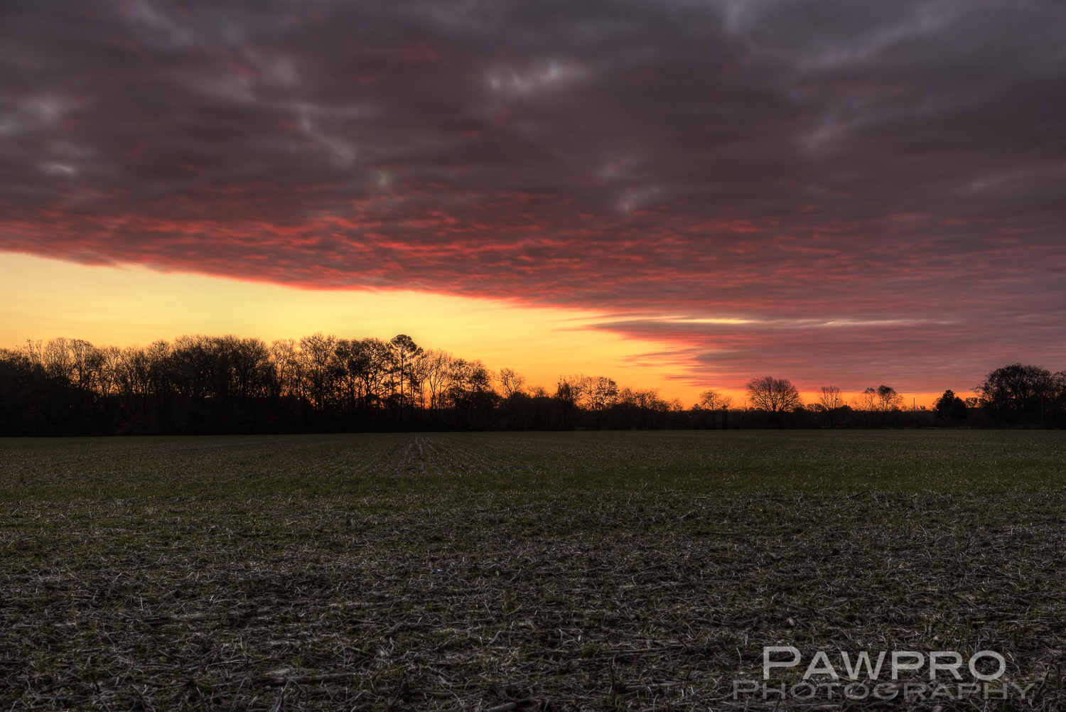 EasternShoreFarmDawnPAW6509