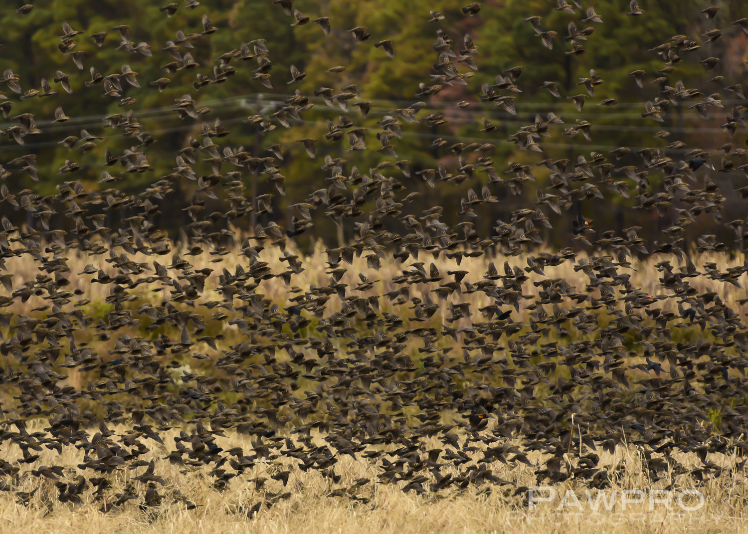 FlockRedWingedBlackbirdBlackwaterPAW6730
