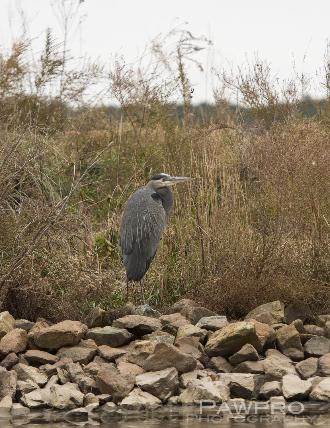 GreatBlueHeronBlackwaterNWRPAW6681