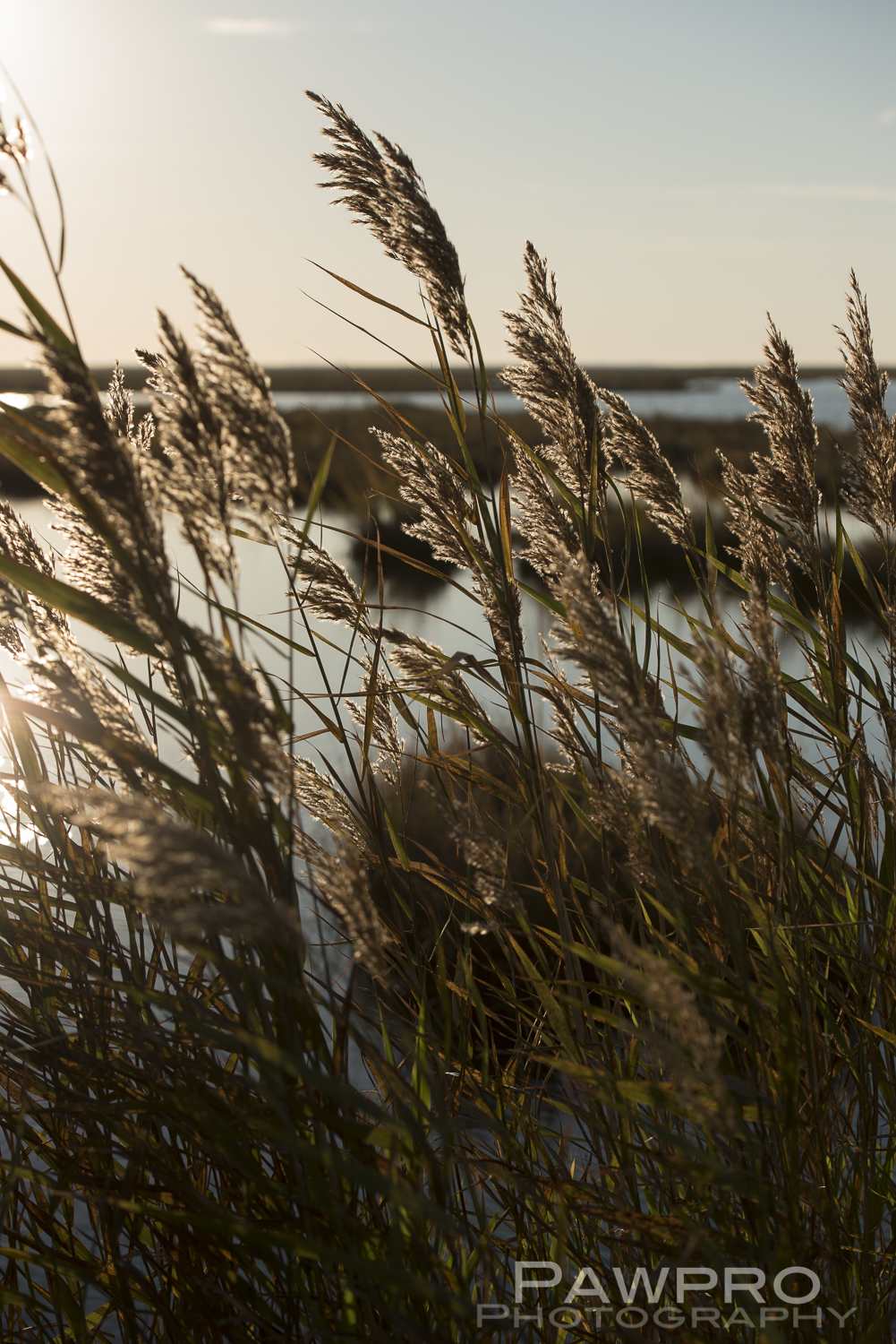 SeagrassBlackwaterRefugePAW5489