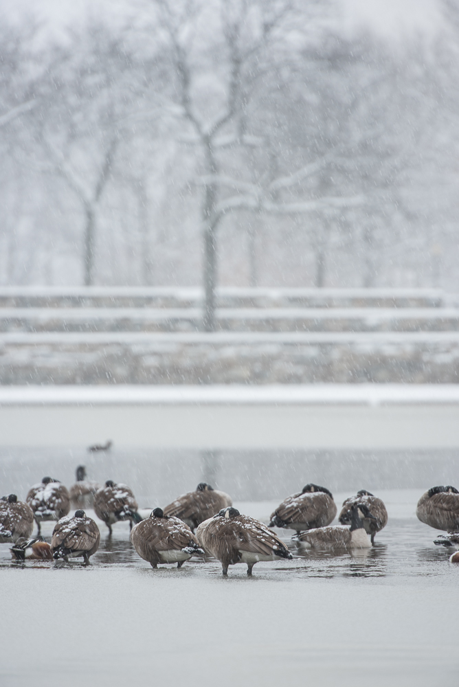 dcsnow2019pawpromedia-7195