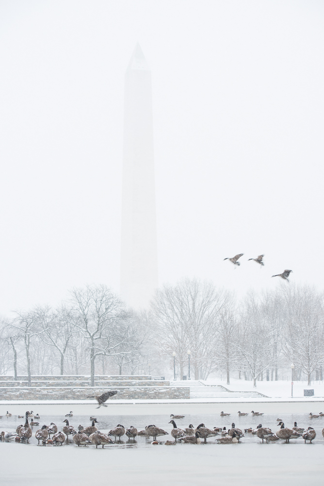dcsnow2019pawpromedia-7211