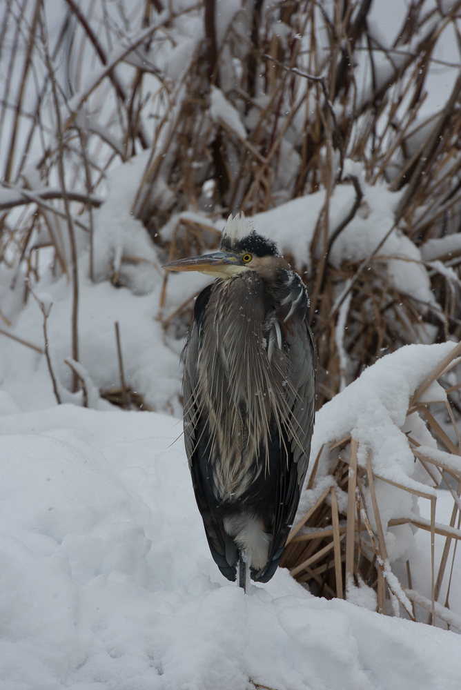 dcsnow2019pawpromedia-7280