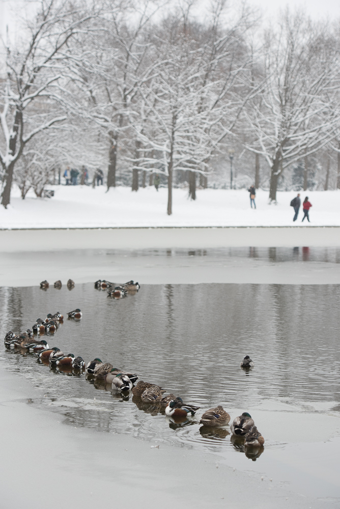 dcsnow2019pawpromedia-7322