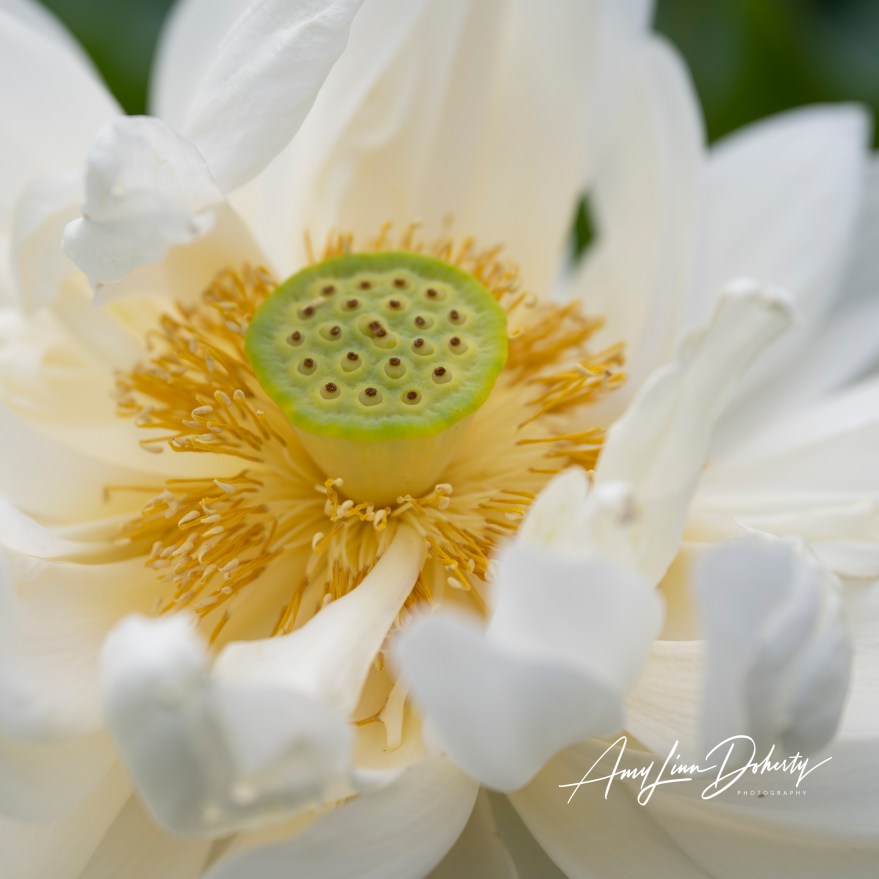 Lotus of Kenilworth Aquatic Gardens